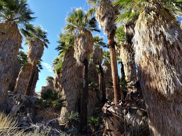 A palm oasis showing shaggy native palm trees 