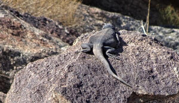 Chunky chuckwalla that almost blends into a grey rock 