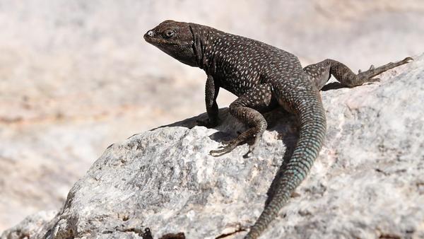 Brown side-blotched lizard. It is brown. 