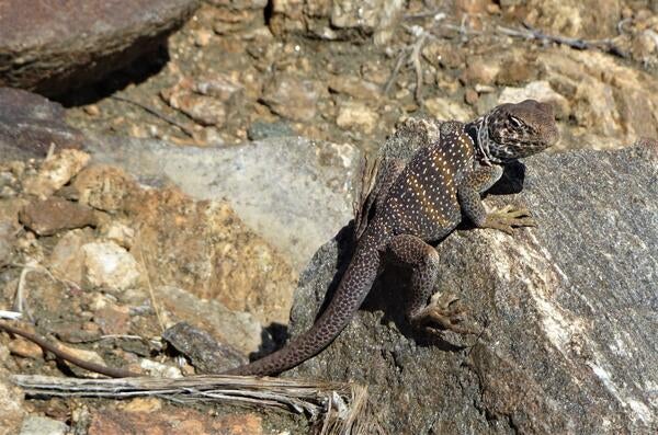 A lizard on Lost Horse Mine trail 