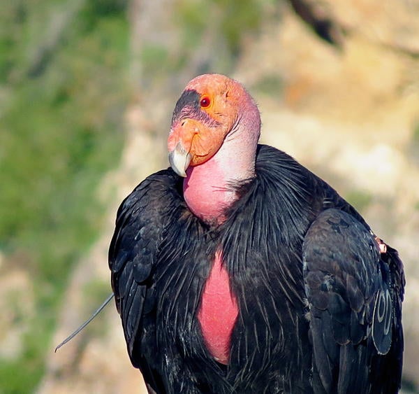 A California condor, which has the kind of face only a California condor mother could love 