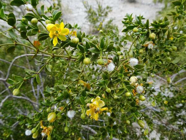 Closeup of yellow creosote flowers on the green bush