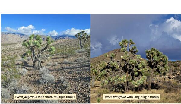 Two types of yucca 