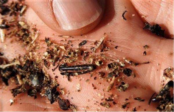 A hand full of dry lizard scat and some beetle legs 