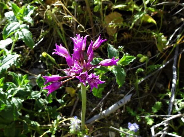 A purple wildflower