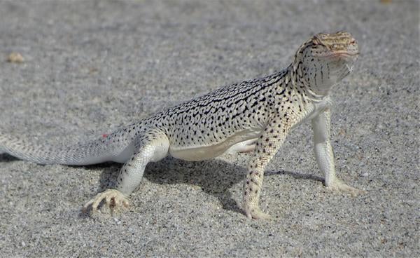 A fringe-toed lizard on the sand