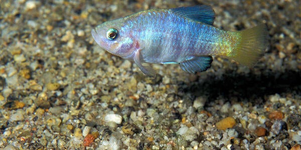 A desert pupfish swimming