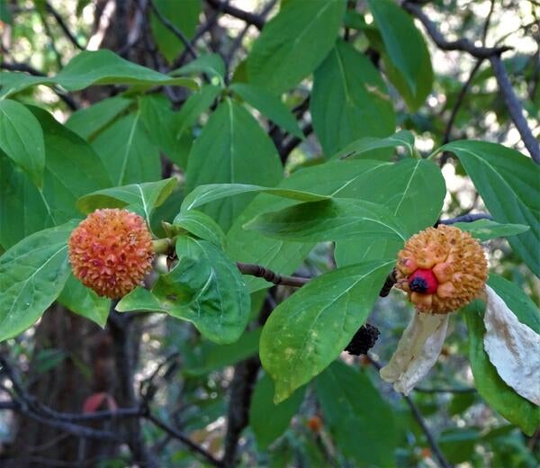 Dogwood 