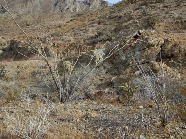 Dormant ocotillo