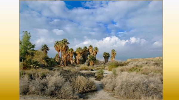 A photo of Dos Palmas with many palm trees surrounded by desert