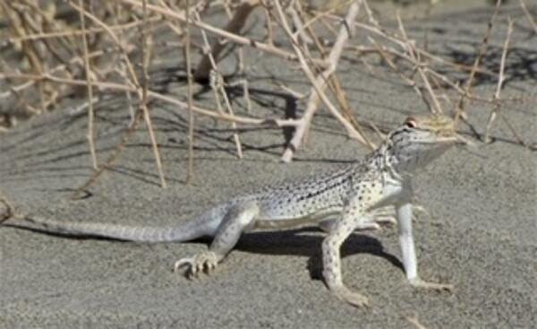 A lizard on sandy desert ground