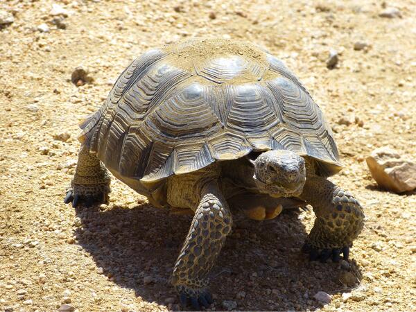 Desert tortoise lumbering across a beige desert