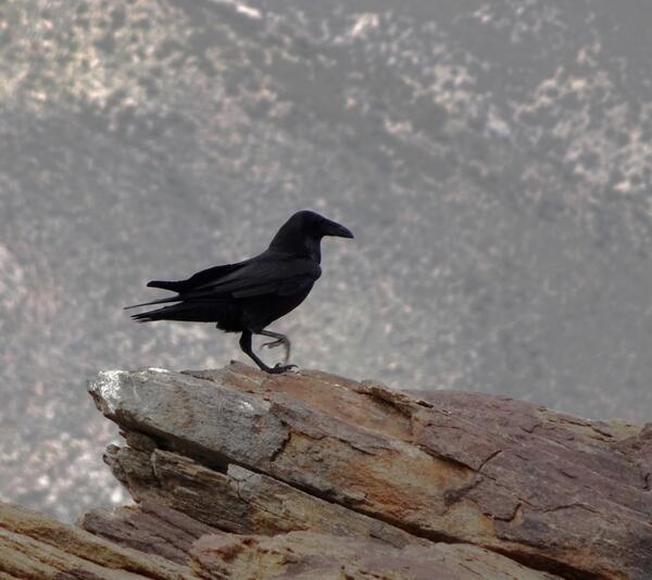 A raven on a rock