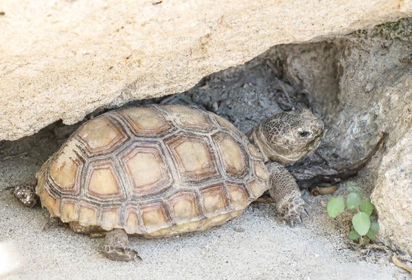 Desert tortoise near a rock. He looks like he's moving very slowly. 