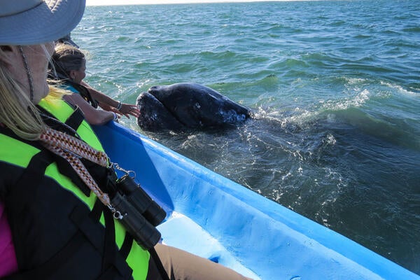 A whale "snout" emerging from the water to rest on a boat 