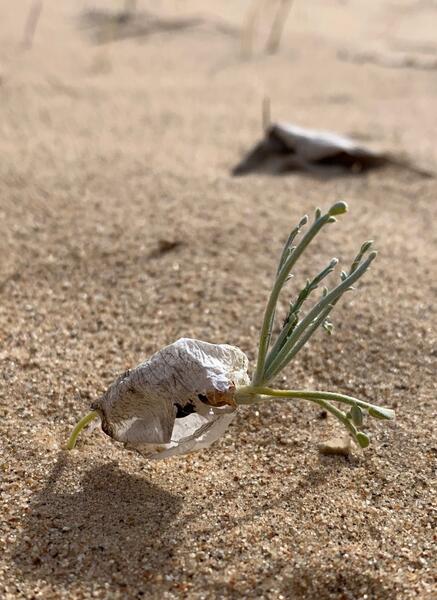 A tiny plant growing from a seed