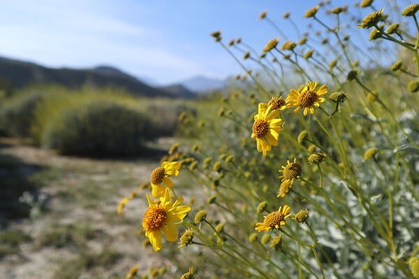 Yellow flowers in bloom