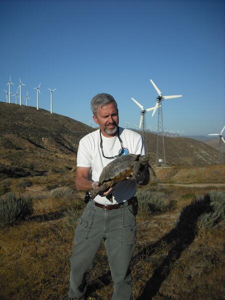 Dr. Jeff Lovich holds a tortoise outside with windmills in the background