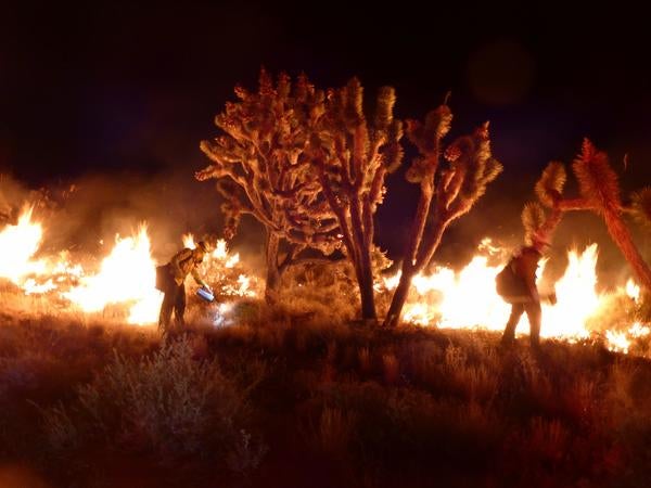 An eerie photo taken at right of the orange glow of burning Joshua trees; you can see the silhouettes of a couple firefighters 