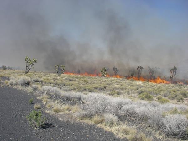 Joshua trees in the distance, burning