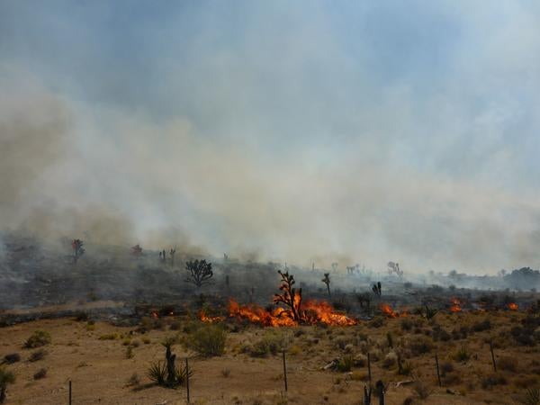 More Joshua trees on fire with a very smoky sky 