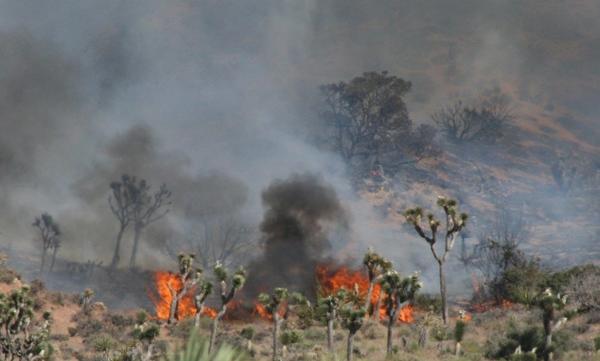 Green Joshua trees against a backdrop of orange fire