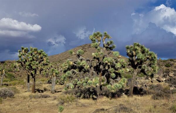 A grove of Joshua Trees against a dramatic sky with swoosh clouds