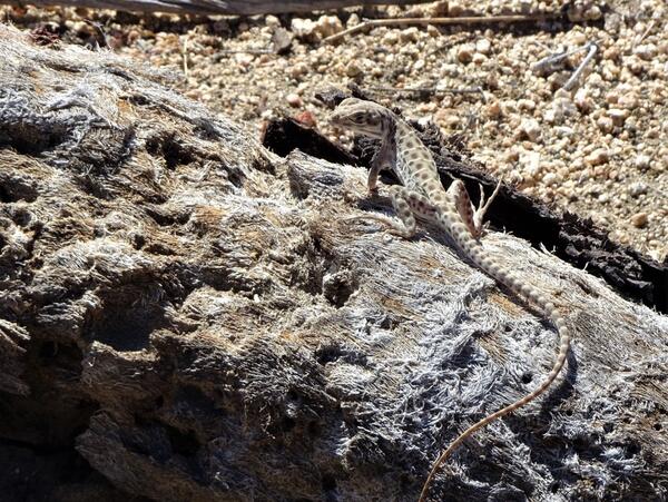 Side-blotched lizard sitting on a rock 