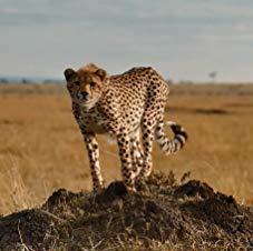 Cheetah in the wild