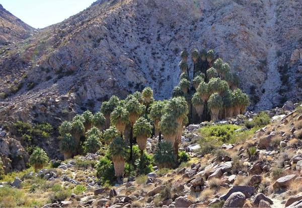 Palm trees within an oasis