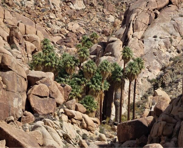 A palm oasis. This one is surrounded by bigger rock. Looks like it might be in Joshua Tree