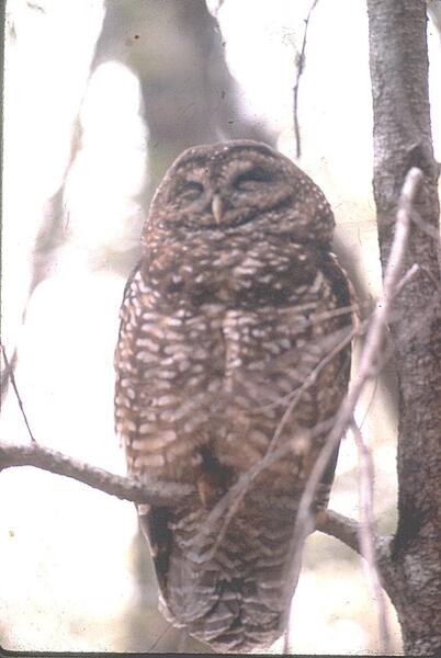 Spotted owl perched in a tree