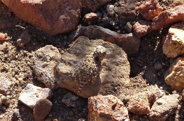 Lizard hatchling on a rock 