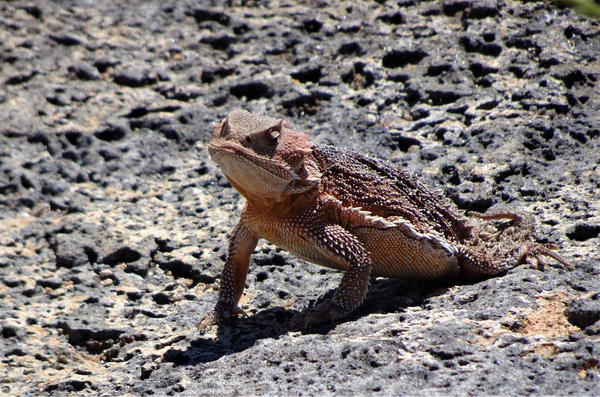 Reddish-colored horned lizard who actually looks very distinguished