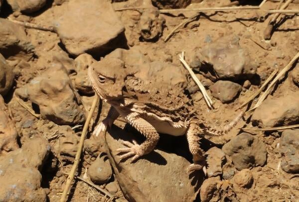 A horned lizard that looks almost camouflaged on a brown background