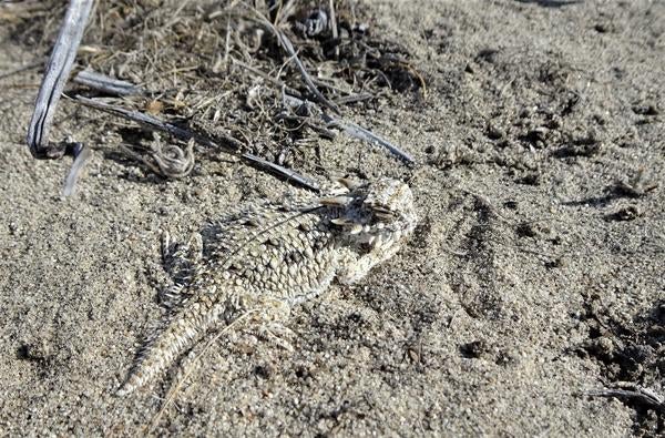 lizard hatchling 