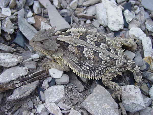 A grey horned lizard who looks rather grouchy 