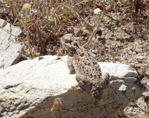 Chonky horned lizard on a rock