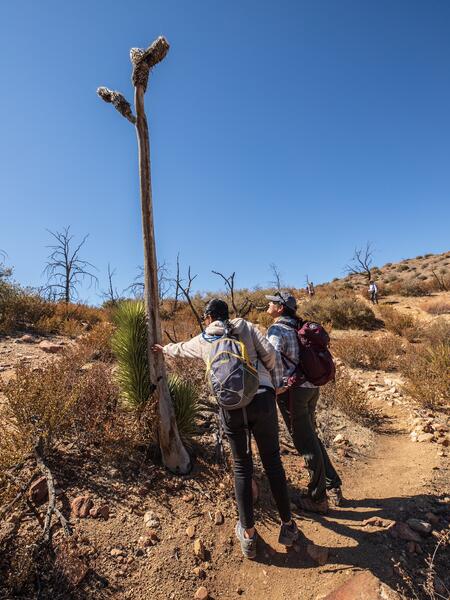 A sprouting Joshua Tree in Pipes Canyon. People are standing next to the tree sprout, which is very tall 