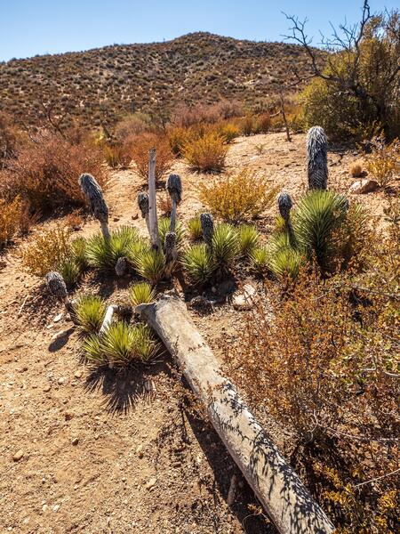 Another sprouting Joshua Tree in Pipes Canyon 