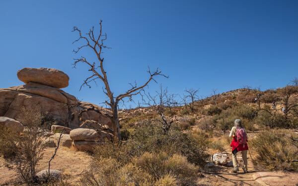 A dead pinyon pine in an open area of Pipes Canyon 