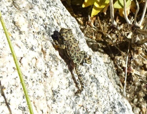 Red-spotted toad on a rock