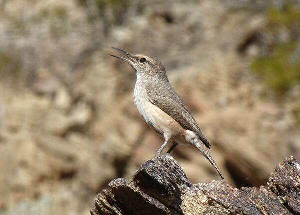 Rock wren on some wood