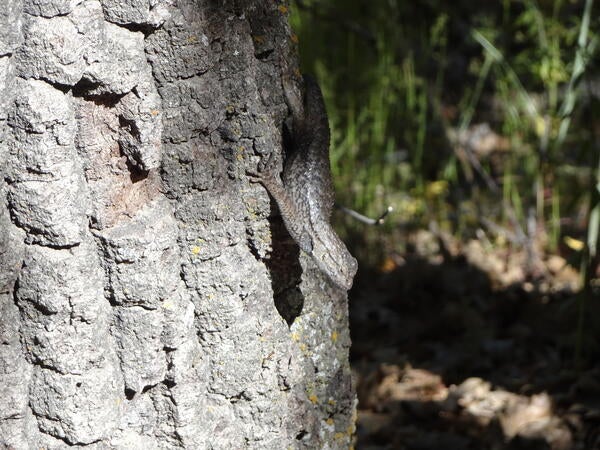 Deer Springs lizard 3