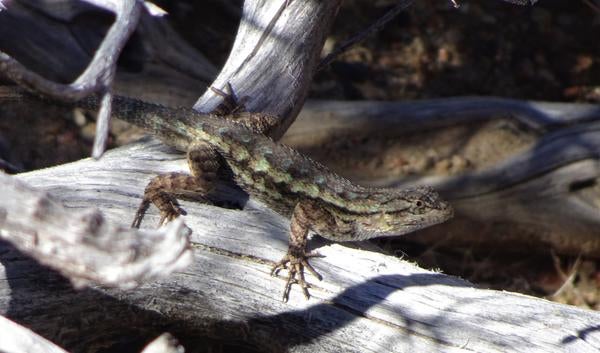 Adult lizard. Not as cute as the lizard hatchlings 