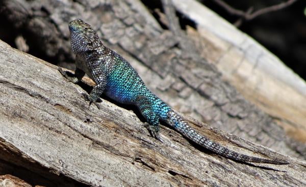 Deer Springs lizard 2