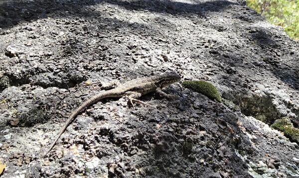 Deer Springs lizard 4