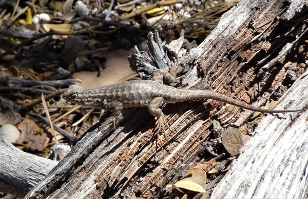 Deer Springs lizard