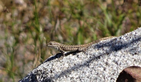 Tiny lizard hatchling in profile. He's cute 