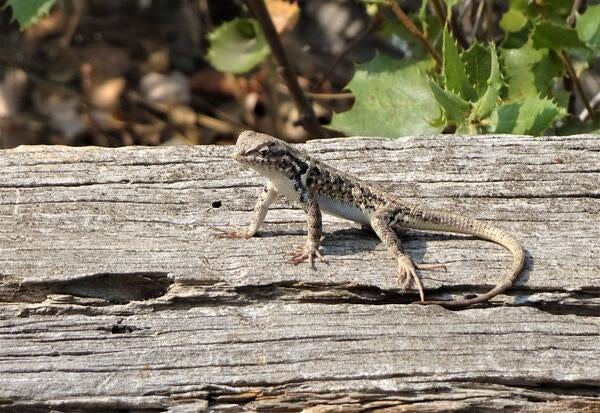 Southern sagebrush lizard hatching. It's very cute and posing on a piece of wood